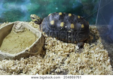 Large Swamp Turtle
