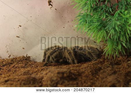 Tarantula Brachypelma Albopilosum