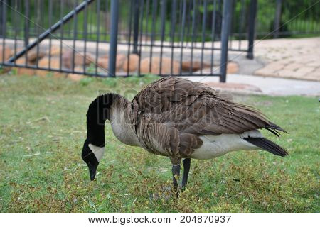 Canadian gees, a large waterfowl,  are fairly common throughout the united states