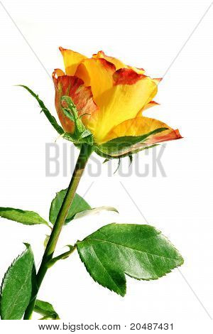 Orange Rosen