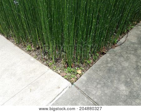 many tall green bamboo grass stalks growing together and grey cement sidewalk
