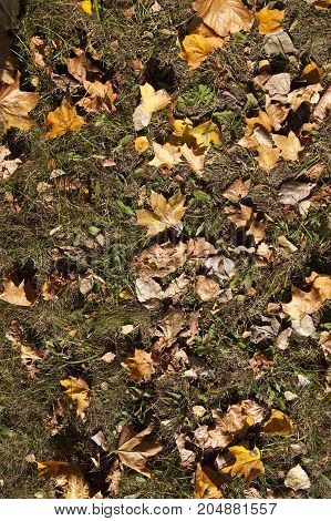 Yellow Foliage Of Maple On The Ground During Leaf Fall. Autumn Season