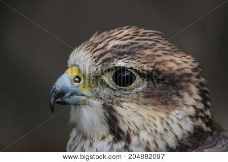 A head shot of a Saker Falcon