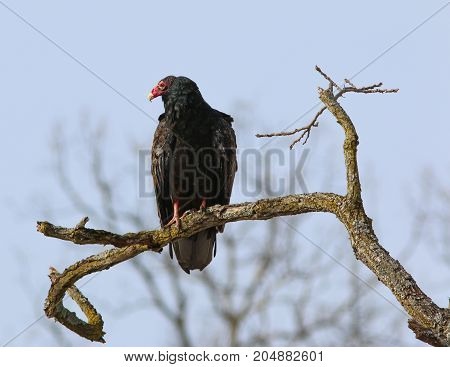 A turkey Vulture perched on a tree branch