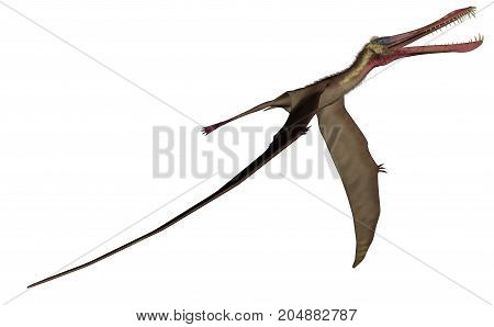 Anhanguera prehistoric bird flying wings down isolated in white background - 3D render