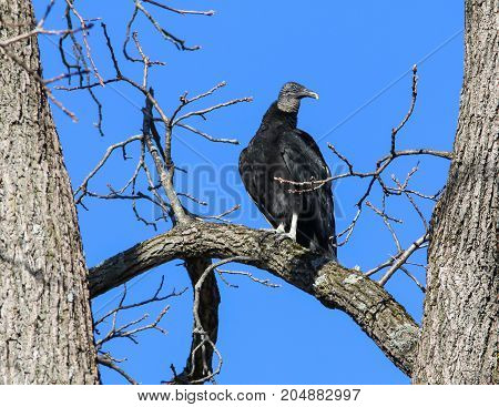 A black Vulture perched in a tree