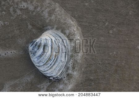 A seashell sitting on a beach in the wave zone.