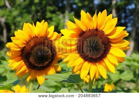 A pair of large sunflowers out in a field.