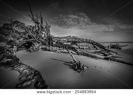 Black Rock Beach with its fallen trees on Big Talbot State Park