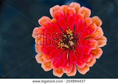 A close up image of a red Zinnia