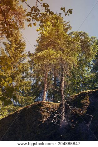 Autumn landscape - rocks with trees growing on them