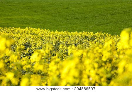 Field With Yellow Rape Flowers During Flowering. Spring Time Of The Year. Focus On Flowers. The Back