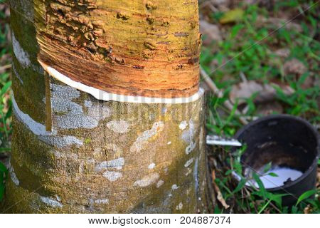 Latex from rubber tree (hevea brasilliensis) at Malaysia rubber plantation/