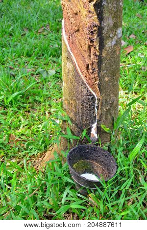 Latex from rubber tree (hevea brasilliensis) at Malaysia rubber plantation/