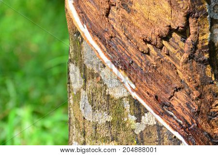 Latex from rubber tree (hevea brasilliensis) at Malaysia rubber plantation/
