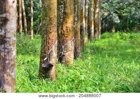 Latex from rubber tree (hevea brasilliensis) at Malaysia rubber plantation/