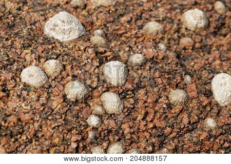Common Limpet Snails (patella Vulgata)