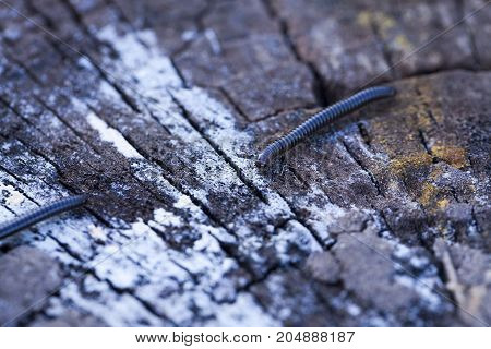 Black-worm Close-up Photographed Close-up On A Wooden Surface.