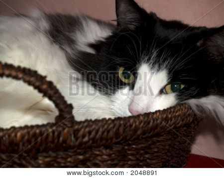 Gato preto e branco