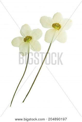 Pressed and dried flowers anemone isolated on white background. For use in scrapbooking floristry or herbarium.