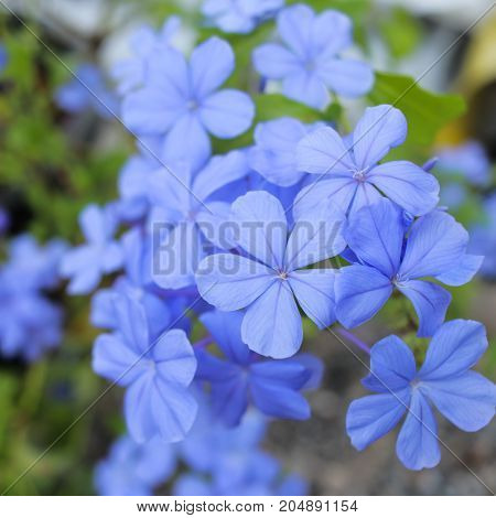 Cape leadwort, White Plumbago , Plumbago auriculata, Beautiful blue flower in garden.