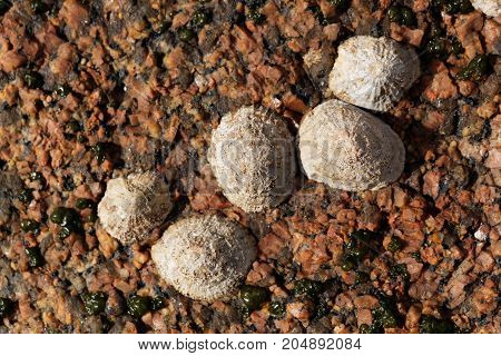 Common Limpet Snails (patella Vulgata)