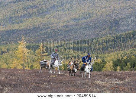 tsaatan family bringing firewood from a forest on reindeer
