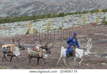 tsaatan family bringing firewood from a forest on reindeer