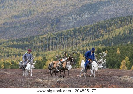 Tsaatan Family Bringing Firewood From A Forest On Reindeer In Northern Mongolia