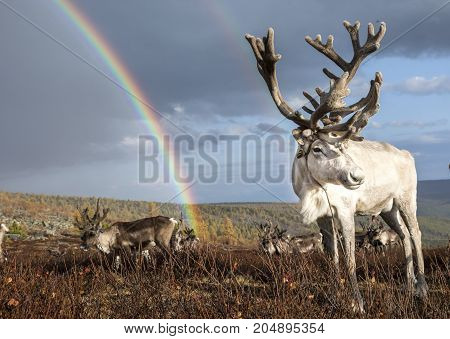 rein deer under a rainbow in northern Mongolia