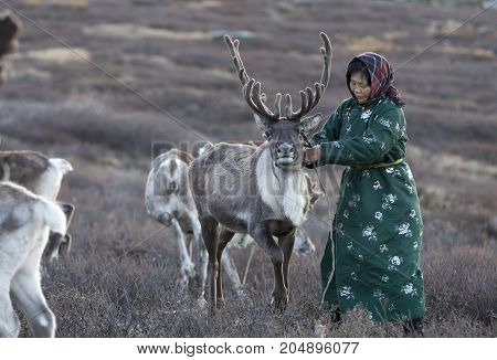 tsaatan woman with reindeer in Northern Mongolian landscape