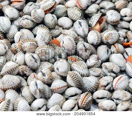 Seashell Background Shellfish Molluscs