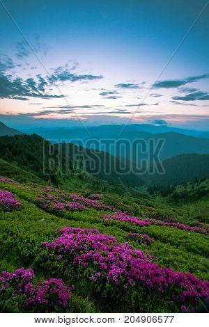 beautiful summer sunrise landscape in the mountains with blossom rhododendron flowers, east Europe travel, Carpathian national park, west Ukraine, beeauty world, wallpaper background landscape