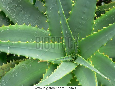 Agave depois da chuva