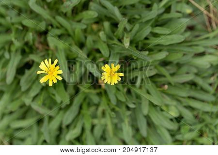 Flower Of The Dandelion Leontodon Saxatilis