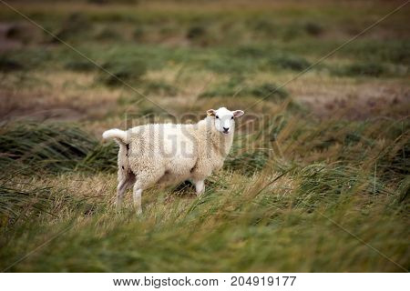 Sheep on the beach on Romo island in Danish Wadden Sea. Danish national park under UNESCO World Heritage.