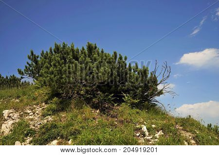 Dwarf pine tree in the Tyrolean Alps