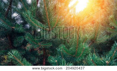 Photo depicting a bright evergreen pine . Little tiny colorful new fir-tree cone growth on the brunch. Macro, close up view.