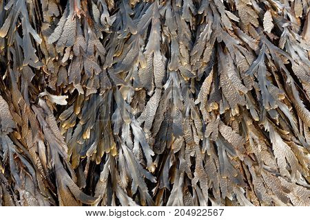 The Brown Algae Toothed Wrack (fucus Serratus)