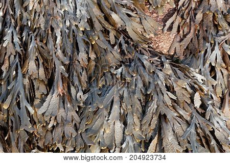 The Brown Algae Toothed Wrack (fucus Serratus)