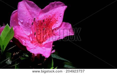 magenta flowers black natural gardens forest rain