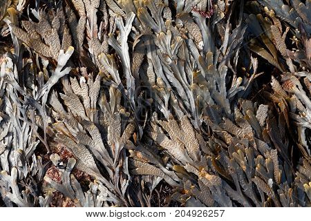 The Brown Algae Toothed Wrack (fucus Serratus)