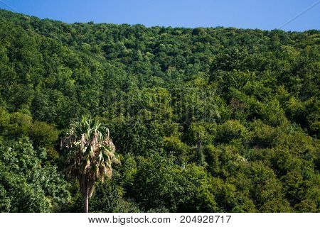 Tropical landscape with mountains and palm trees