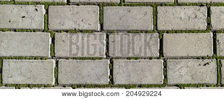 Pavement. Sidewalk tile background. Pavement tile. Top view. Closeup. Moss in the joints