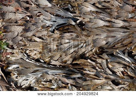 The Brown Algae Toothed Wrack (fucus Serratus)