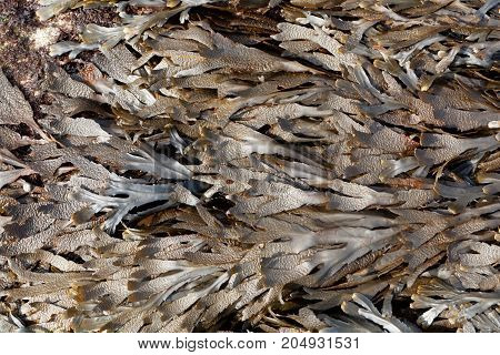 The Brown Algae Toothed Wrack (fucus Serratus)