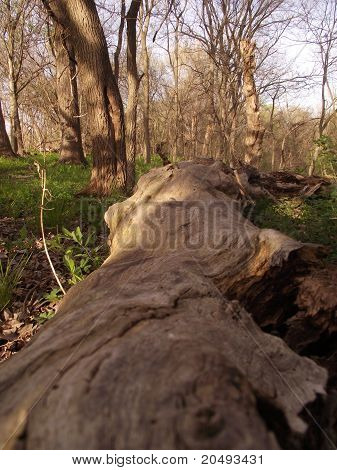 Árbol caído en el bosque