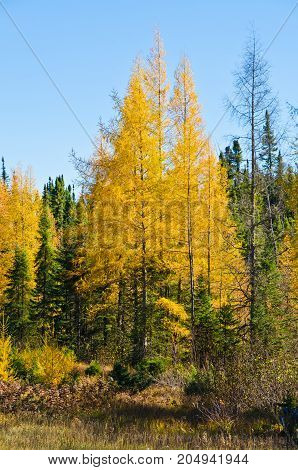 Northern Ontario Forest under blue sky in Autumn time