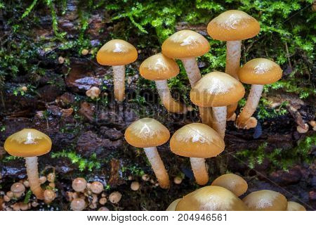 Macro shot of edible mushrooms Kuehneromyces mutabilis commonly known as sheathed woodtuft