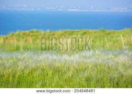 Field with wild feather grass on sunny day rural nature concept